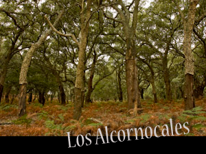 alcornocales