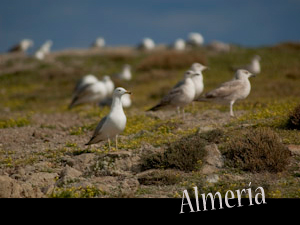almeria