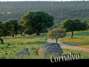 cornalvo