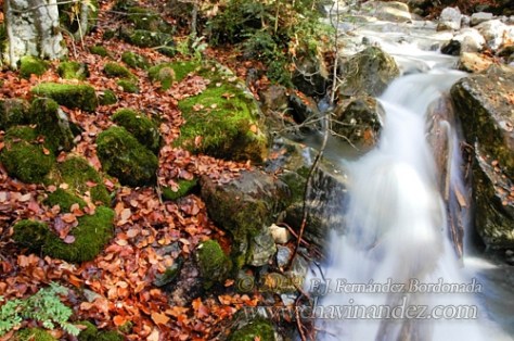 Forest_Spain-129