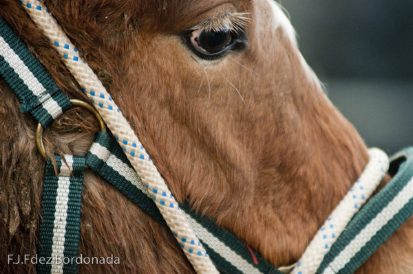 Esterri d'Aneu, Pallars Sobira, Lleida Pyrenees, Catalonia. Spain
