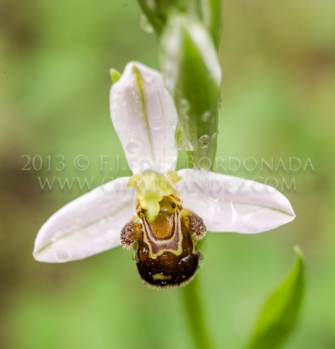 Junio Pyrenees Workshop con Rafael Marzal y Photolocus.net