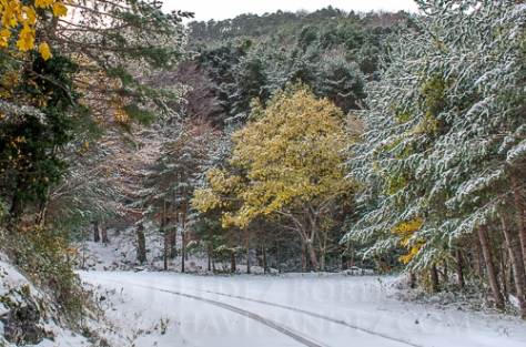 bosques-Invernales-fotografia