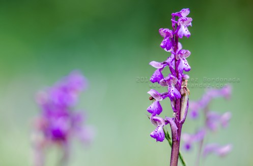 Valles Occidentales Nature Park, Huesca Pyrenees.