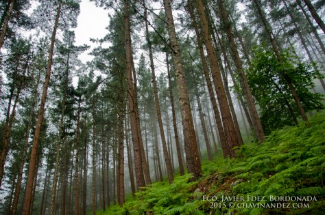 Ereño forest. Urdaibai Biosphere Reserve of Biscay, Basque Country. Spain. Europe