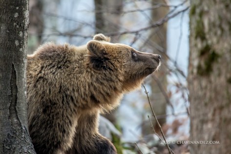 Brown bear (Ursus arctos) in the Slovenian Forest. Slovenia