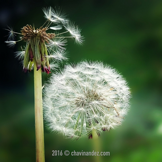 27410026001_eaa83a48ed_z