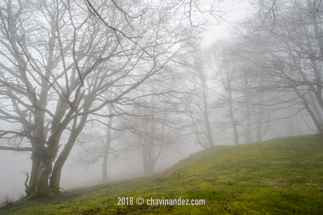 Ibañeta forest at Roncesvalles pass form spanish area frontier with France