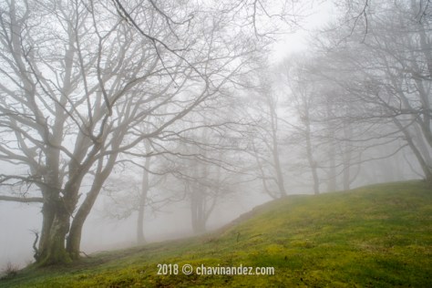 Ibañeta forest at Roncesvalles pass form spanish area frontier with France