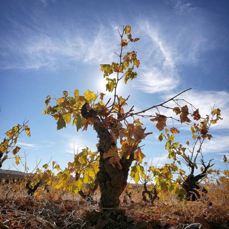carinena-taller-de-fotografia-de-paisaje-en-tierra-de-vinedos